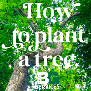 Read more about the article How to Plant a Tree