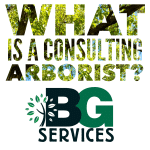 What is a Consulting Arborist?