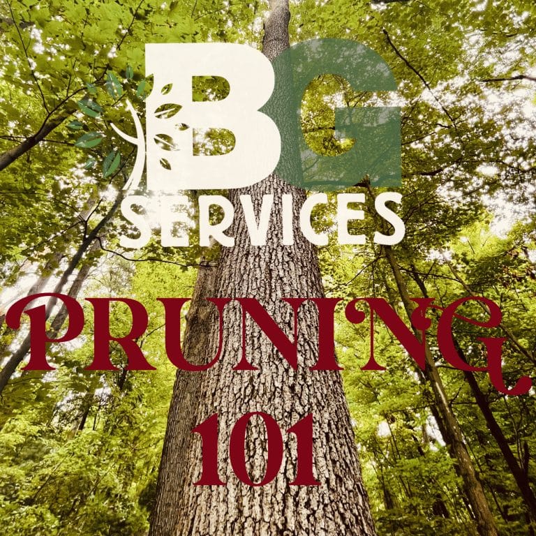 Read more about the article Tree Pruning 101
