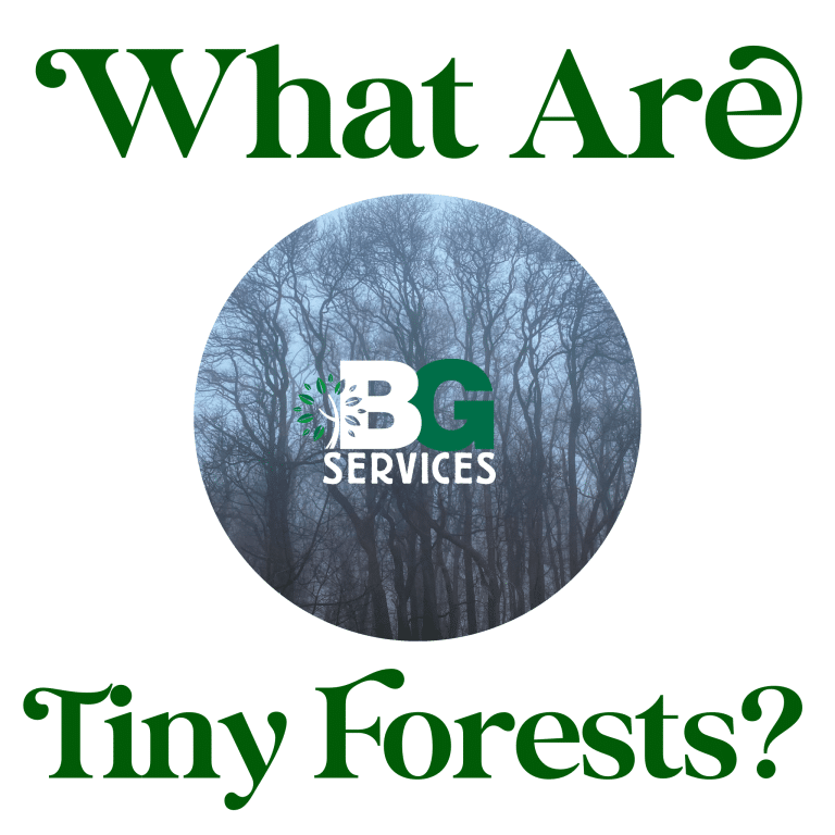 Read more about the article Tiny Forest