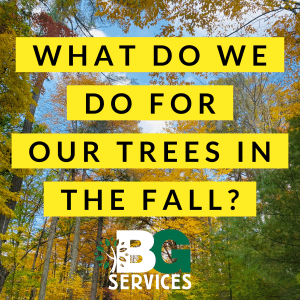 Read more about the article What do we do for Our Trees Heading Into Fall?