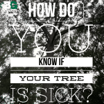 How Do You Know If Your Tree Is Sick?
