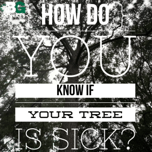 Read more about the article How Do You Know If Your Tree Is Sick?