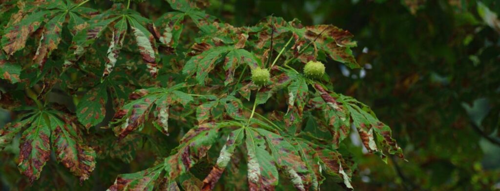 A chestnut tree with green leaves showing reddish-brown tips, a sign of a sick tree.