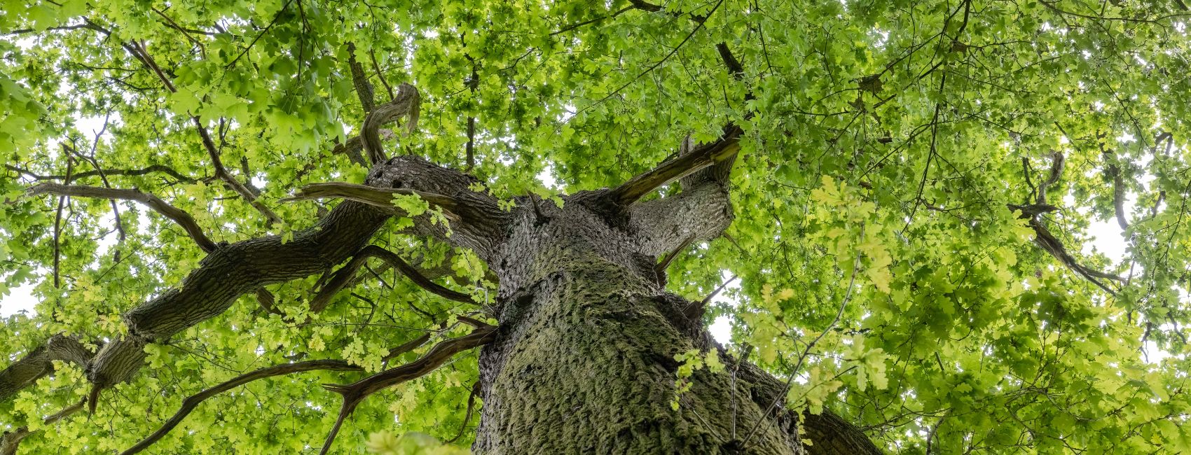 A towering oak tree with a thick, rough trunk and lush green leaves that stretches skyward.