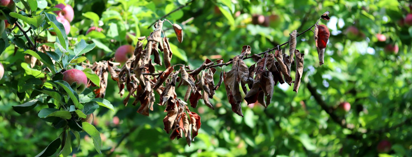 A close-up of a green tree with a single branch of brown, withered leaves.