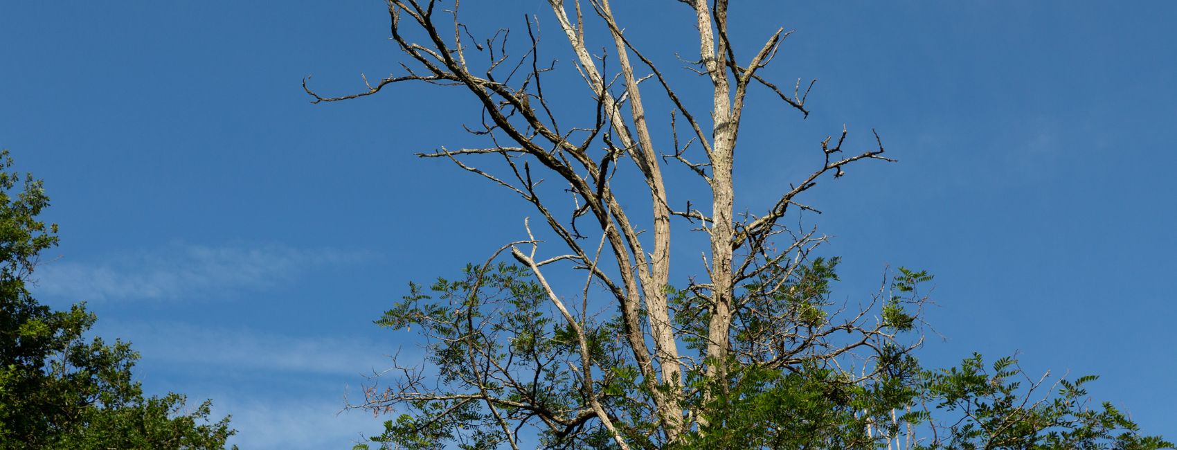 A large tree with deadwood branches on top at a residential property in Paoli, PA.