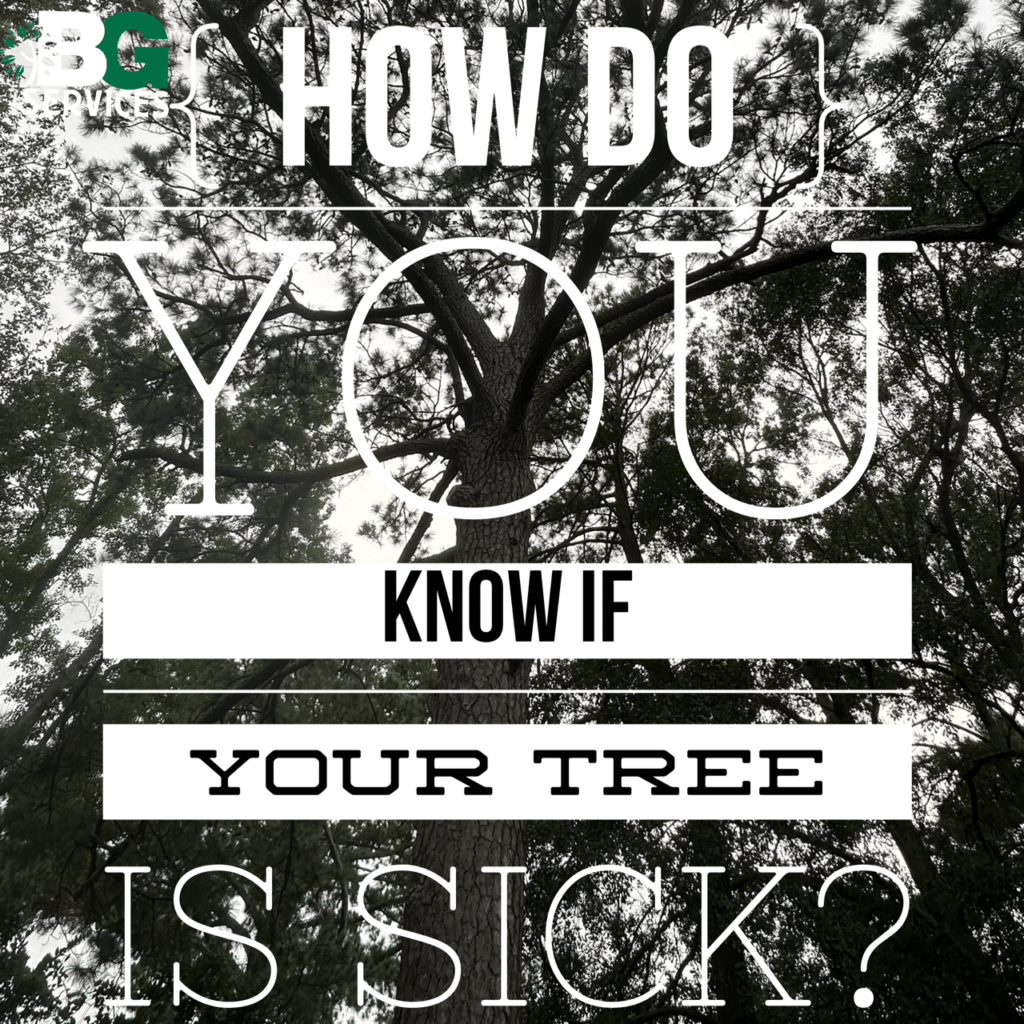 Blog cover image of How do you know if your tree is sick?