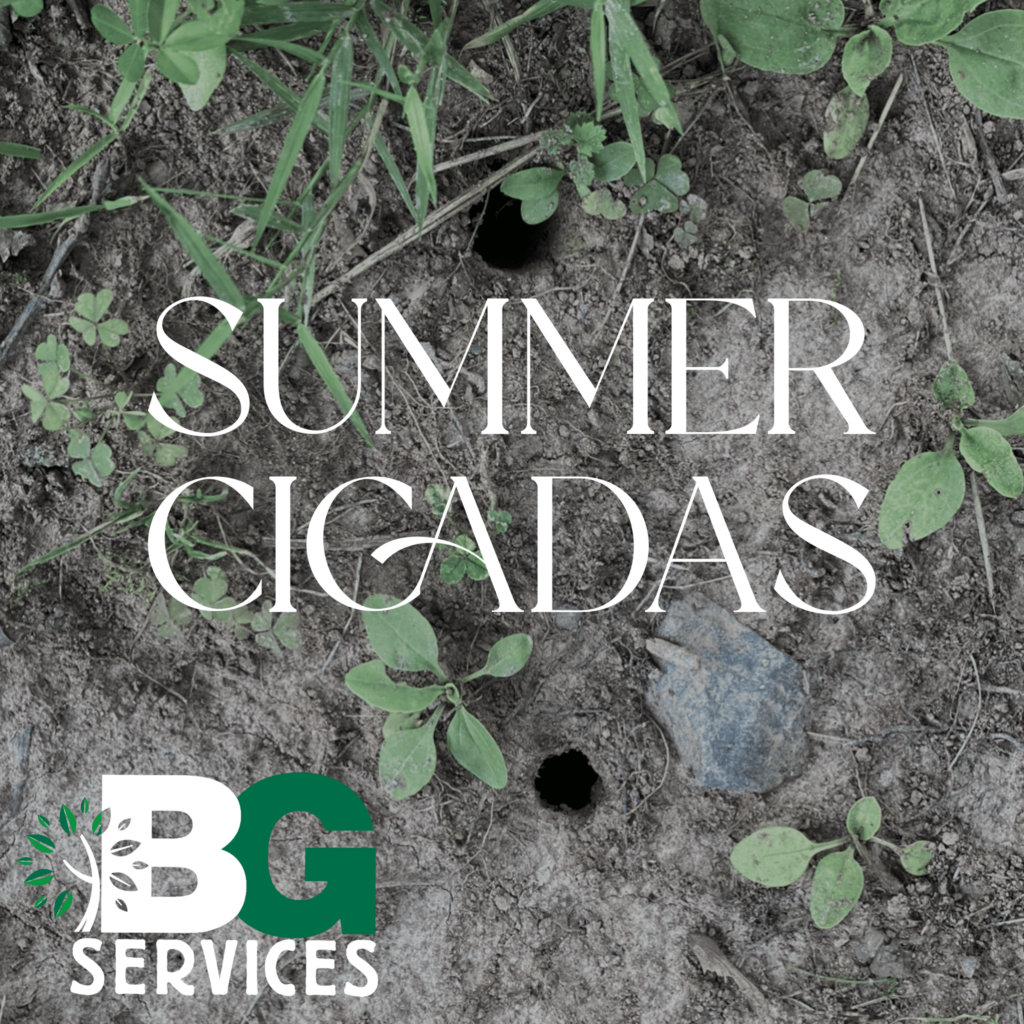 Summer Cicadas blog post cover