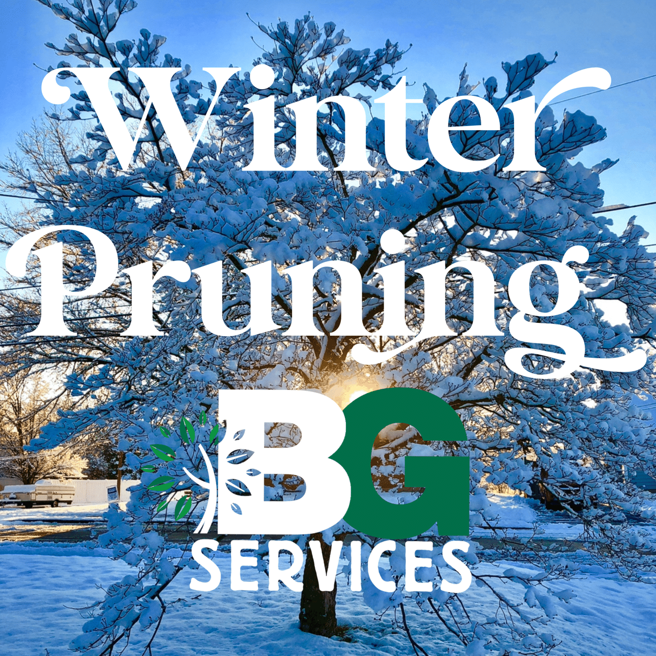 Winter pruning blog