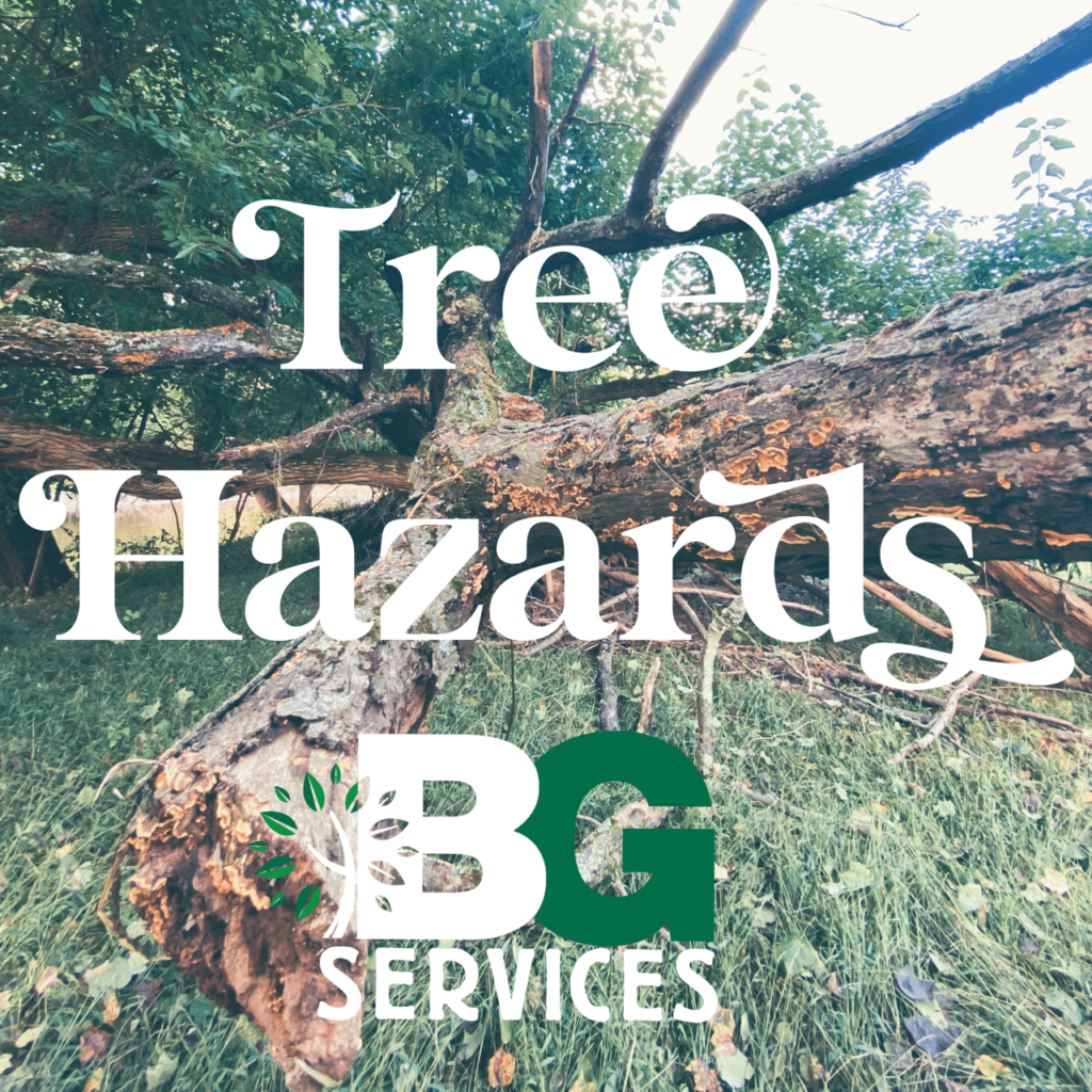 Tree Hazards blog