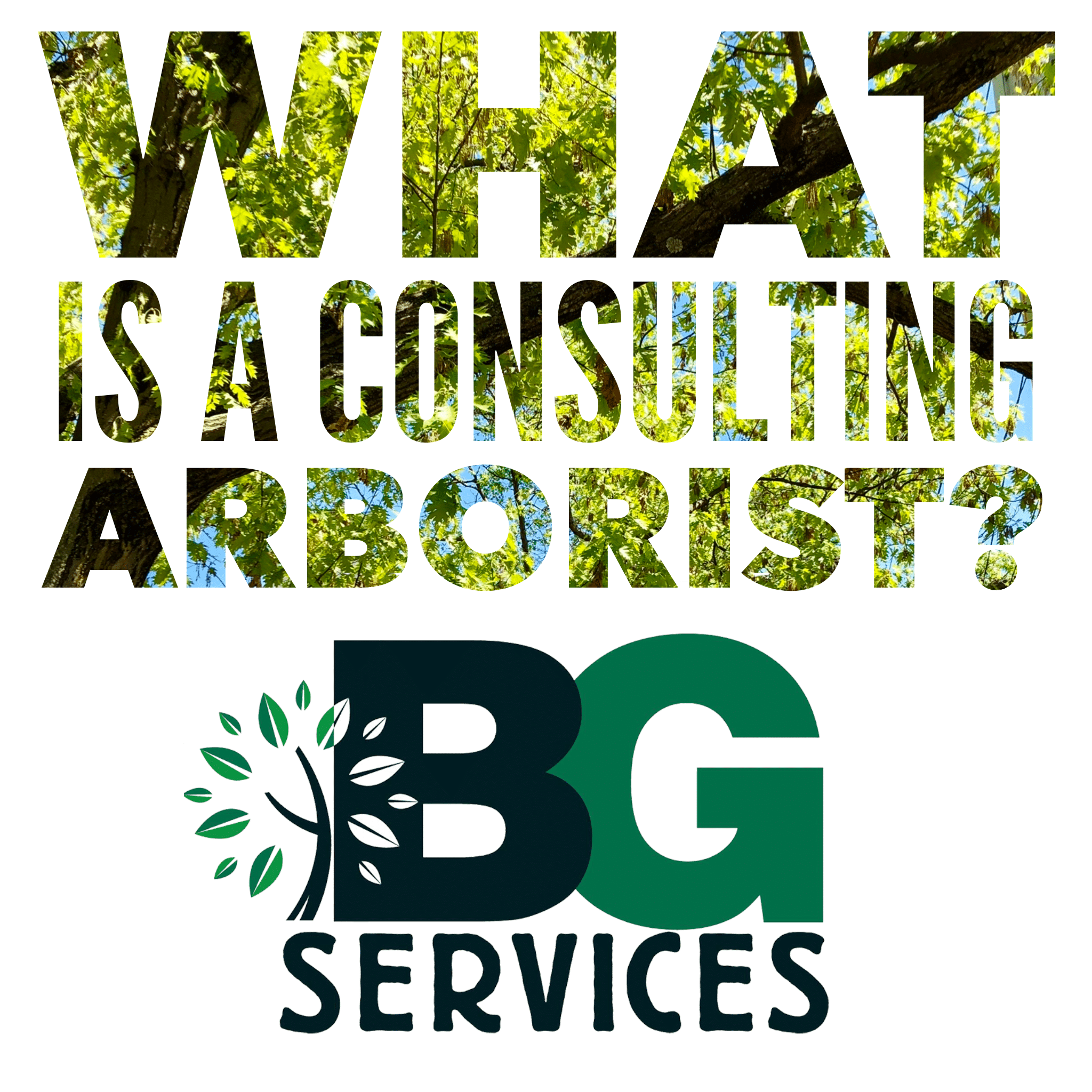 Blog post cover image of what is a consulting arborist?