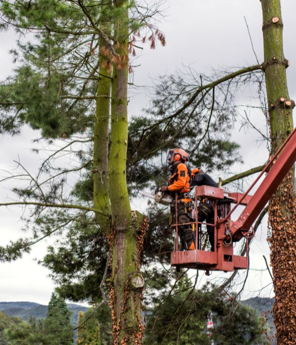 BG Tree Care arborists on a spider lift removing a tree in section on a property near Chester Springs, PA.