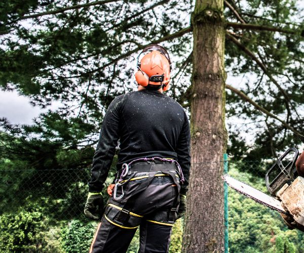 An arborist of BG Tree Care checking on a tree near Pottstown, PA.