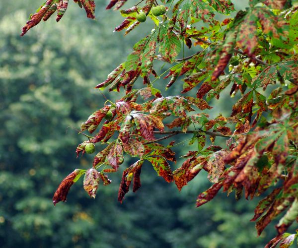 A chestnut oak tree with sick leaves as signs of disease near Malvern, PA.