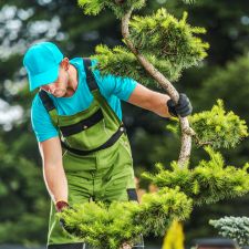 An arborist inspecting a tree from pest and diseases on a property near Malvern, PA.