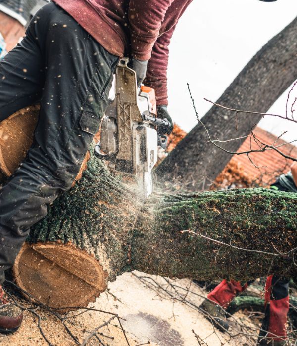 BG Tree Care ground arborist, cutting a tree in sections after a removal in Paoli, PA.