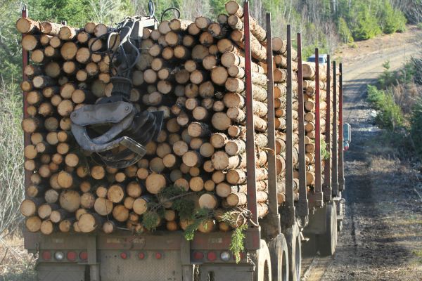 Log hauling by BG Tree Care in Paoli, PA.