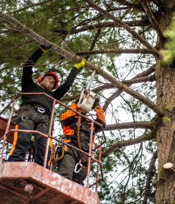 Pruning trees with BG Tree Care arborist on a spider lift near Phoenixville, PA.