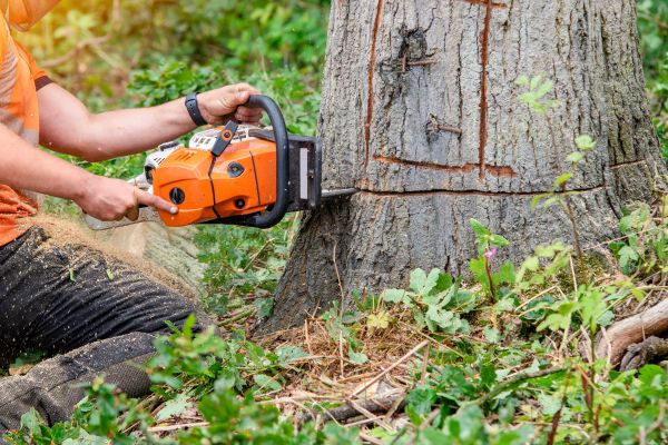 Tree removal by BG Tree Care arborist with a chainsaw near Phoenixville, PA.