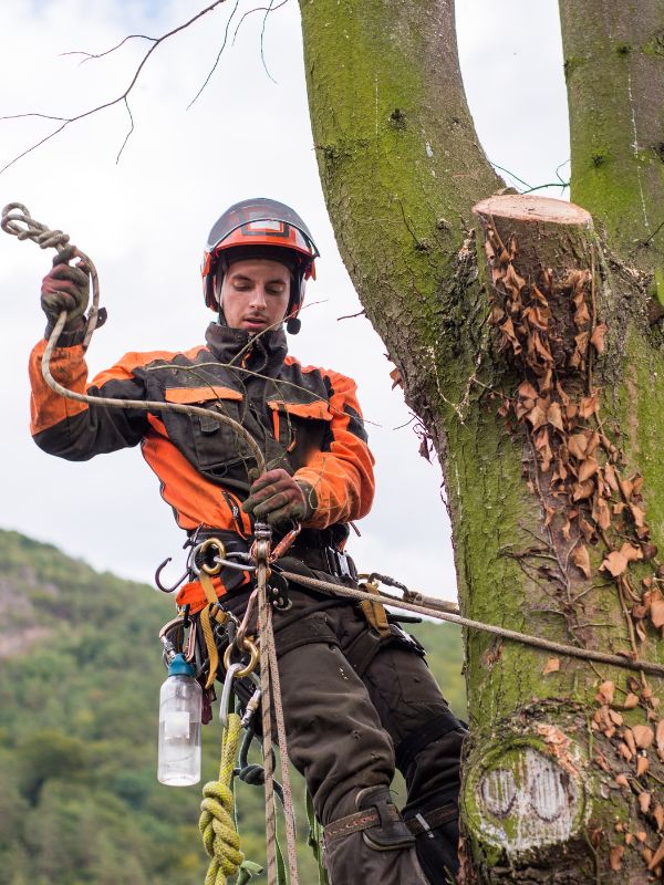 A BG Tree Care arborist tied on a tree while fixing his harness during a tree removal near Chester Springs, PA.