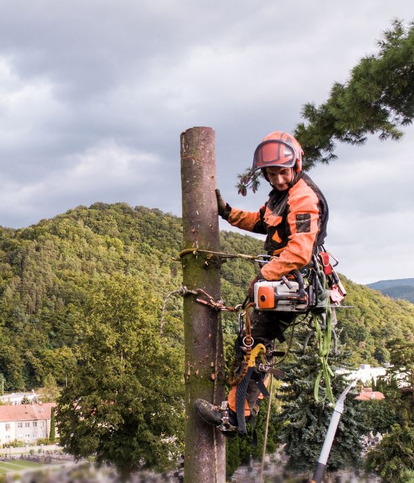 An arborist of BG Tree Care on top of a tree being removed on a cloudy fall day in Pottstown, PA.