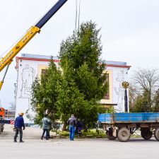 Tree removal with a crane by BG Tree Care in Phoenixville, PA.