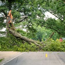 A fallen tree on the middle of the road after a storm in Paoli, PA.