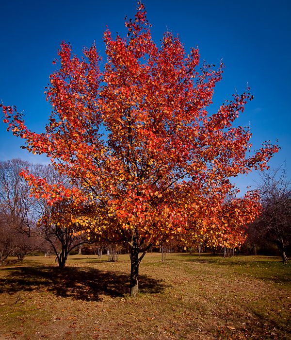 A red maple tree on a property near Malvern, PA.